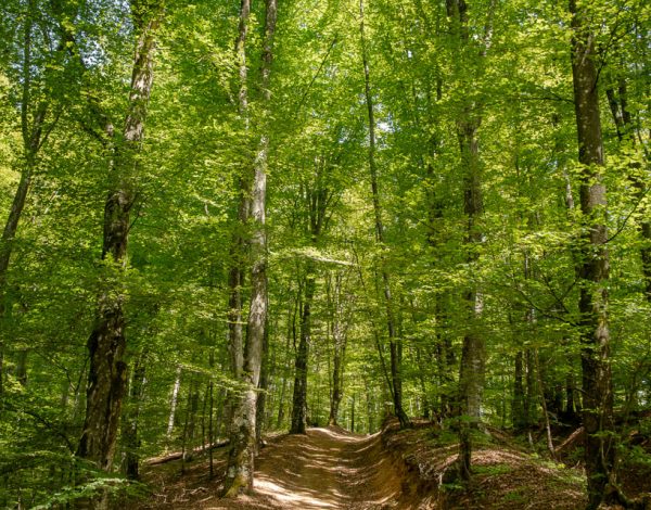 HIKE: Izoiu 1098 m & Grota Urșilor