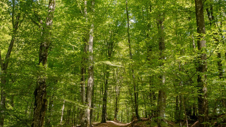 HIKE: Izoiu 1098 m & Grota Urșilor